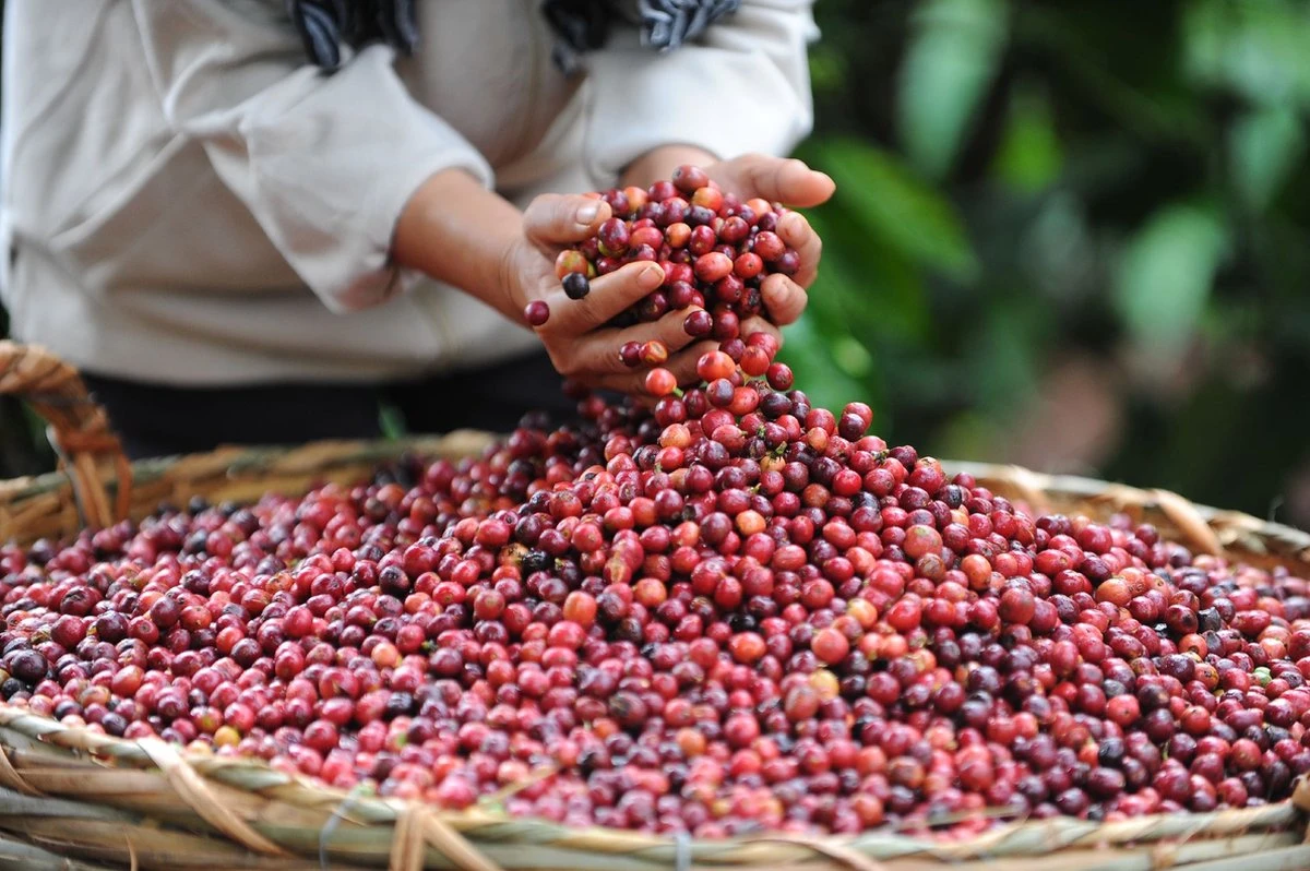 Nescafé Dolce Gusto Grande Capsules - 90 Koffiecups - Image 4